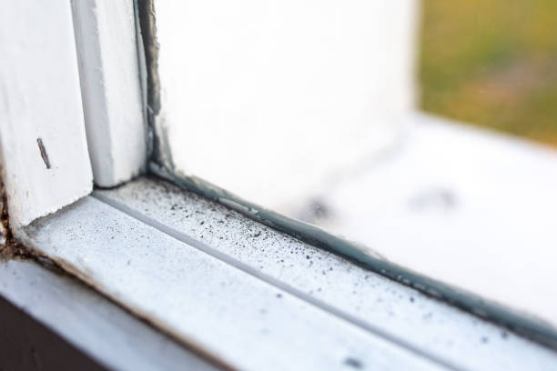 Best Mold Damage Restoration  in Great Falls, MT