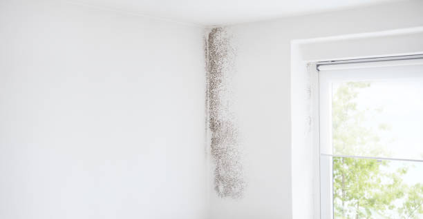 Best Commercial Mold Inspection  in Great Falls, MT