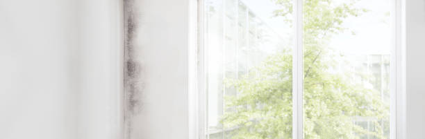 Best Attic Mold Removal  in Great Falls, MT
