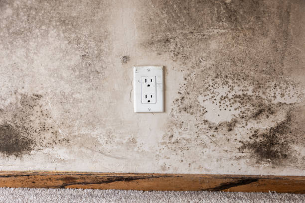 Best Mold Prevention Services  in Great Falls, MT